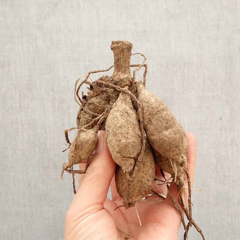 Exemplar von Dekorative Dahlie Painted Lady Zwiebel Kaliber/Größe I wie im Frühjahr geliefert