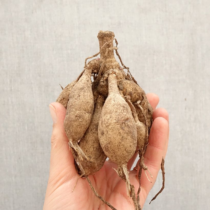 Exemplar von Dekorative Dahlie Parc Floral de Paris Zwiebel Kaliber/Größe I wie im Frühjahr geliefert