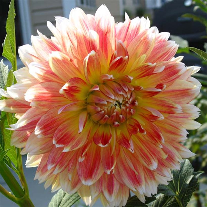 Schmuck-Dahlie Peaches and Cream (Blüte)