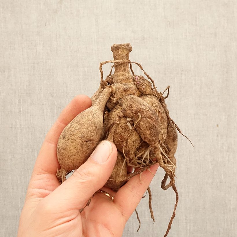 Exemplar von Dekorative Dahlie Short Track Zwiebel Kaliber/Größe I wie im Frühjahr geliefert