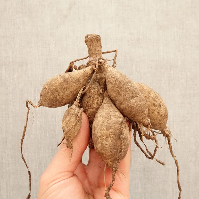 Exemplar von Dekorative Dahlie Sturm Sweet Maria Zwiebel Kaliber/Größe I wie im Frühjahr geliefert