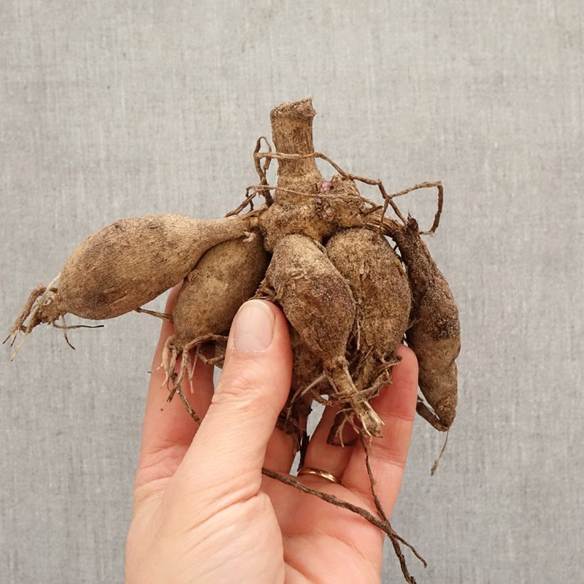 Exemplar von Schmuck-Dahlie Summer Beauty Zwiebel wie im Frühjahr geliefert