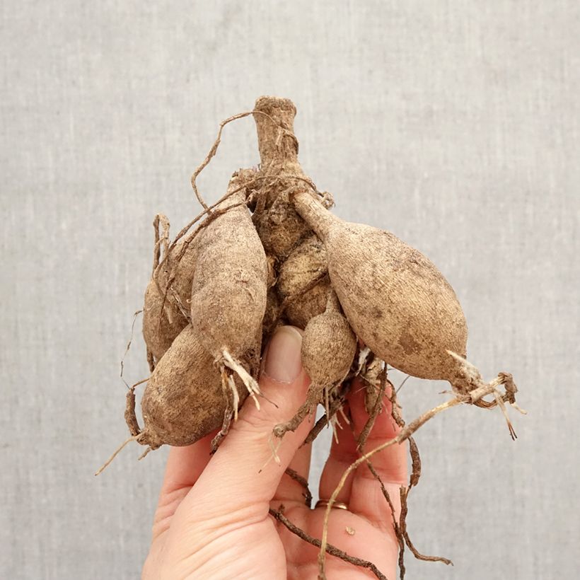 Exemplar von Dekorative Dahlie Sunlady Zwiebel Kaliber/Größe I wie im Frühjahr geliefert