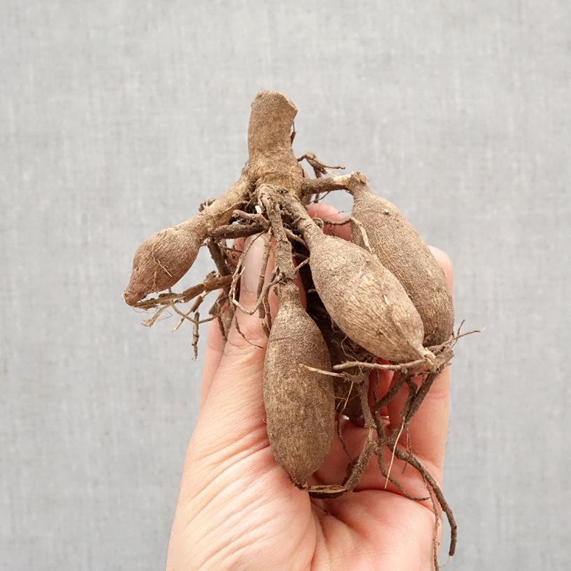 Exemplar von Dekorative Dahlie Sweet Surprise Zwiebel Kaliber/Größe I wie im Frühjahr geliefert