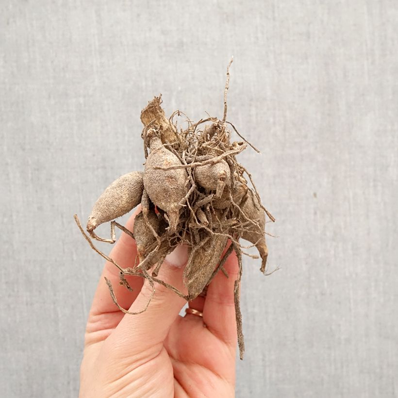 Exemplar von Schmuck-Dahlie Faro Zwiebel wie im Frühjahr geliefert