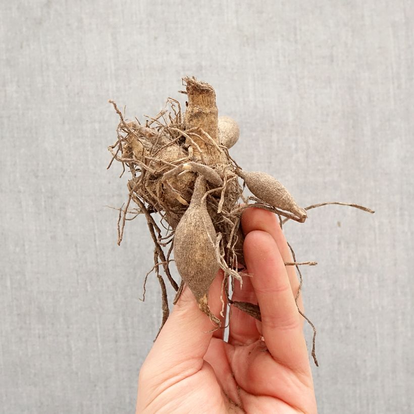 Exemplar von Schmuck-Dahlie Caproz Josephine Zwiebel Kaliber/Größe I wie im Frühjahr geliefert