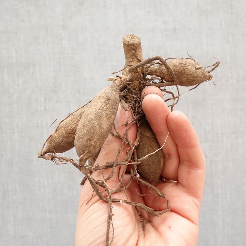 Exemplar von Schmuck-Dahlie Deep Impact Zwiebel Kaliber/Größe I wie im Frühjahr geliefert