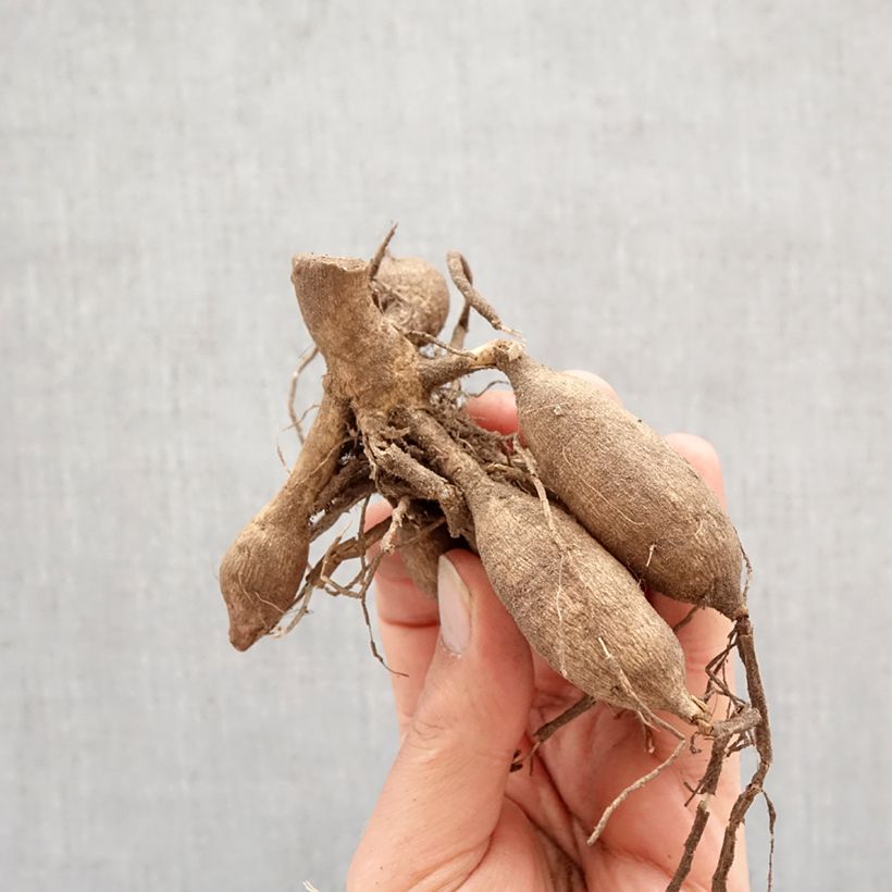 Exemplar von Schmuck-Dahlie Myama Fubuki Zwiebel Kaliber/Größe I wie im Frühjahr geliefert