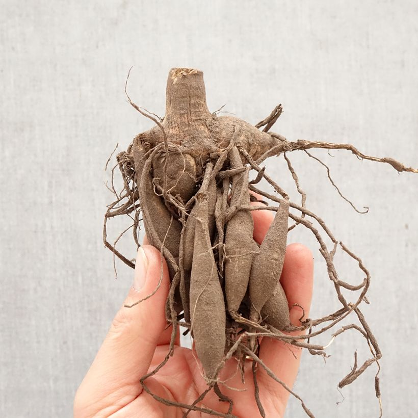 Exemplar von Zwerg-Dahlie Gallery Vermeer Zwiebel wie im Frühjahr geliefert