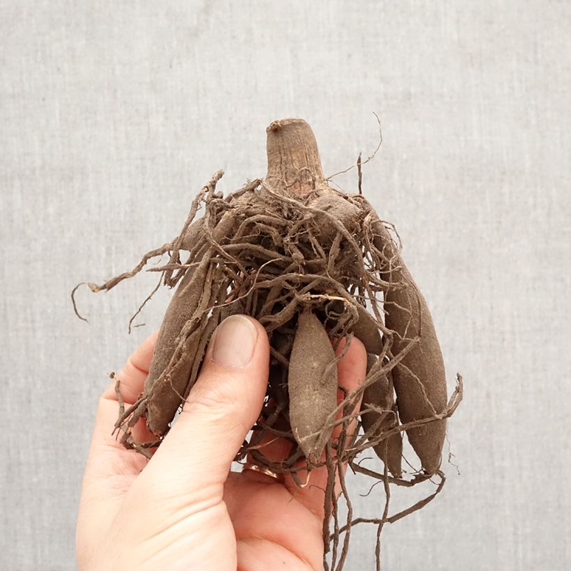 Exemplar von Riesenblütige Dahlie Big Brother Zwiebel Kaliber/Größe I wie im Frühjahr geliefert