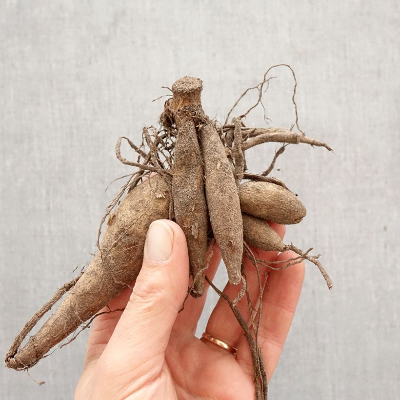 Exemplar von Riesenblütige Dahlie Bodacious Zwiebel Kaliber/Größe I wie im Frühjahr geliefert