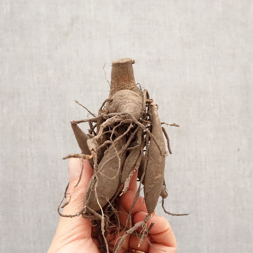 Exemplar von Riesenblütige Dahlie Bristol Stripe Zwiebel Kaliber/Größe I wie im Frühjahr geliefert