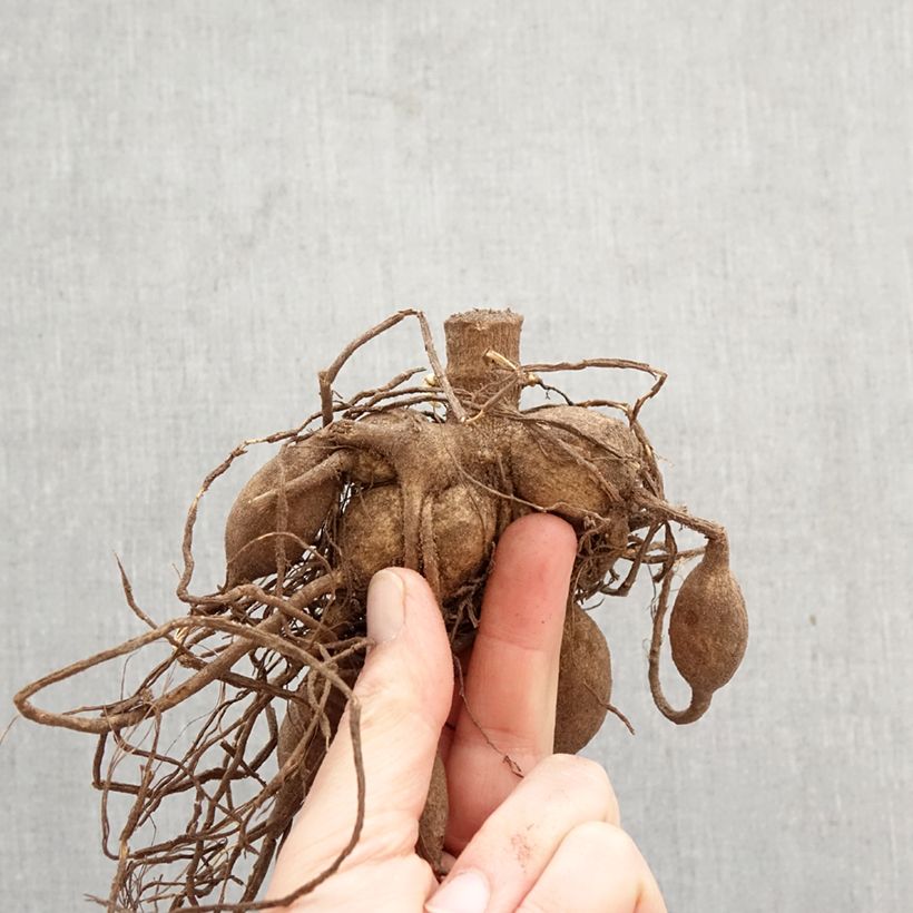 Exemplar von Riesenblütige Dahlie Café Au Lait Twist Zwiebel Kaliber/Größe I wie im Frühjahr geliefert