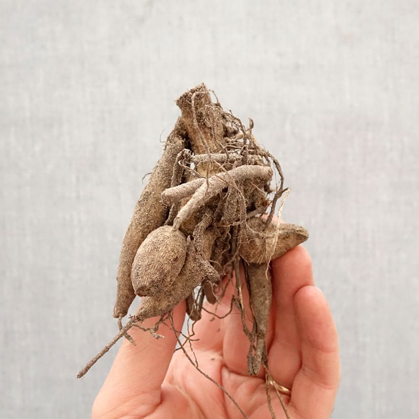 Exemplar von Riesenblütige Dahlie Contraste Zwiebel Kaliber/Größe I wie im Frühjahr geliefert