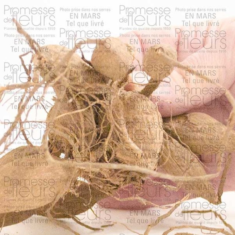 Beispiel eines Exemplars von Riesenblütige Dahlie Emory Paul Zwiebel Kaliber/Größe I wie geliefert