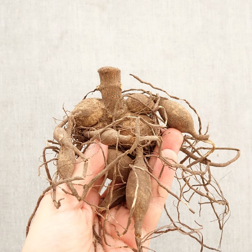 Exemplar von Riesenblütige Dahlie Emory Paul Zwiebel Kaliber/Größe I wie im Frühjahr geliefert