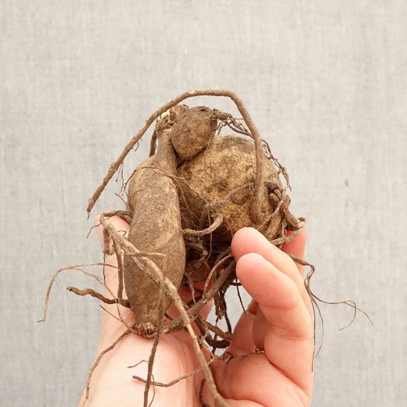 Exemplar von Riesenblütige Dahlie Ice Breaker Zwiebel Kaliber/Größe I wie im Frühjahr geliefert