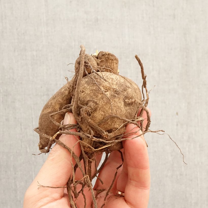Exemplar von Riesenblütige Dahlie Kelvin Floodlight Zwiebel Kaliber/Größe I wie im Frühjahr geliefert
