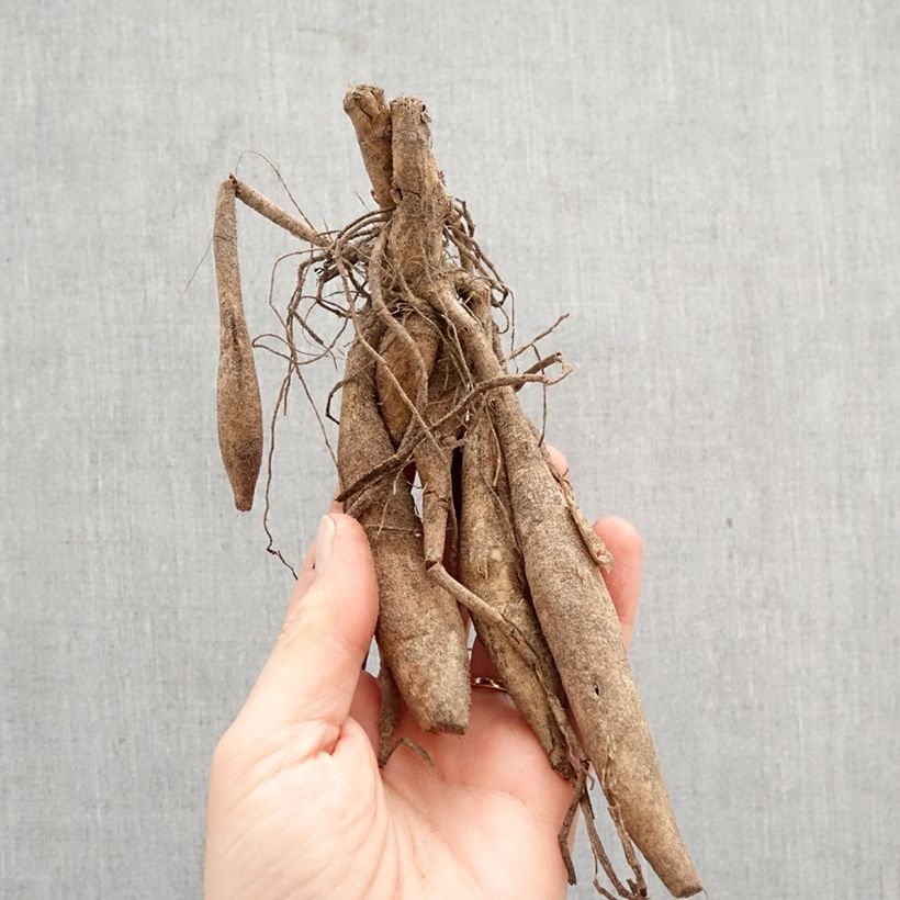 Exemplar von Riesenblütige Dahlie Kid's Climax Zwiebel Kaliber/Größe I wie im Frühjahr geliefert