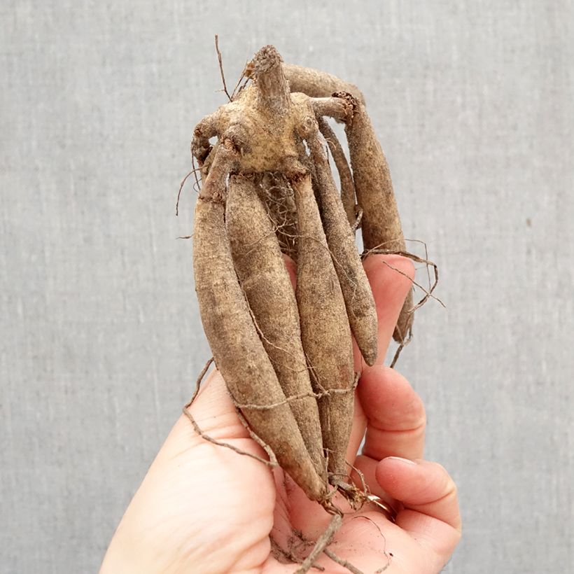 Exemplar von Riesenblütige Dahlie Lavender Perfection Zwiebel Kaliber/Größe I wie im Frühjahr geliefert