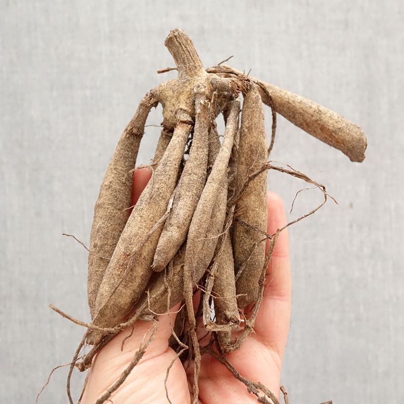 Exemplar von Riesenblütige Dahlie Moonlight Sonata Zwiebel wie im Frühjahr geliefert