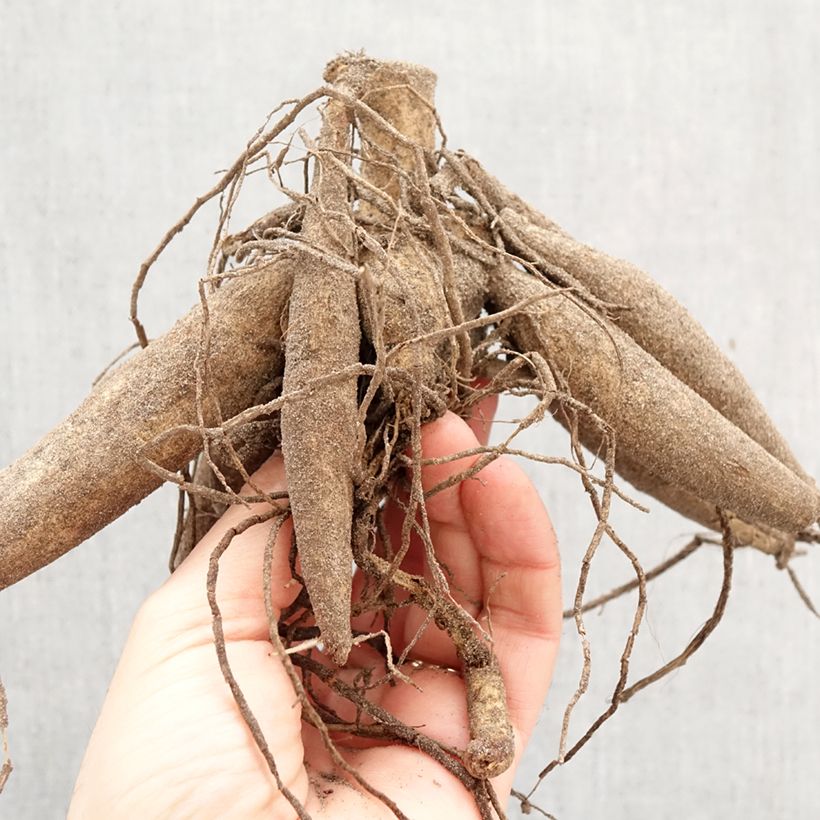 Exemplar von Riesenblütige Dahlie My Hero Zwiebel Kaliber/Größe I wie im Frühjahr geliefert