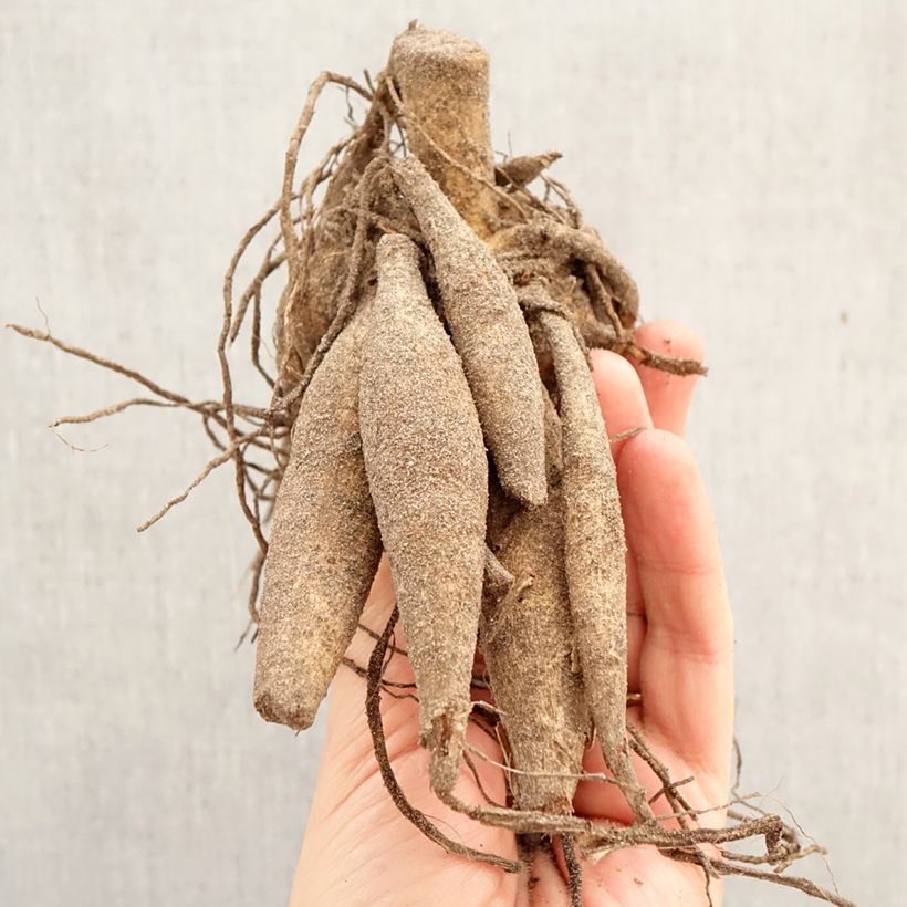 Exemplar von Riesenblütige Dahlie Nikolas Tesla Zwiebel Kaliber/Größe I wie im Frühjahr geliefert
