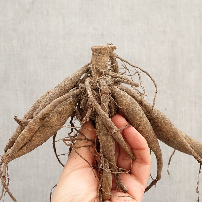 Exemplar von Riesenblütige Dahlie Pineland's Princess Zwiebel Kaliber/Größe I wie im Frühjahr geliefert