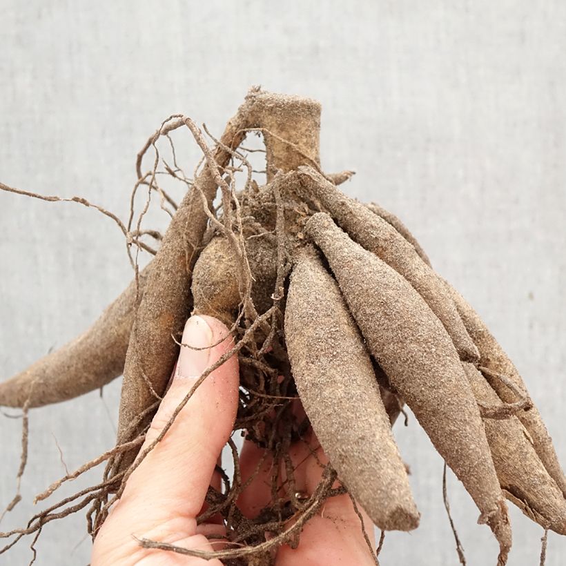 Exemplar von Riesenblütige Dahlie Snowbound Zwiebel Kaliber/Größe I wie im Frühjahr geliefert