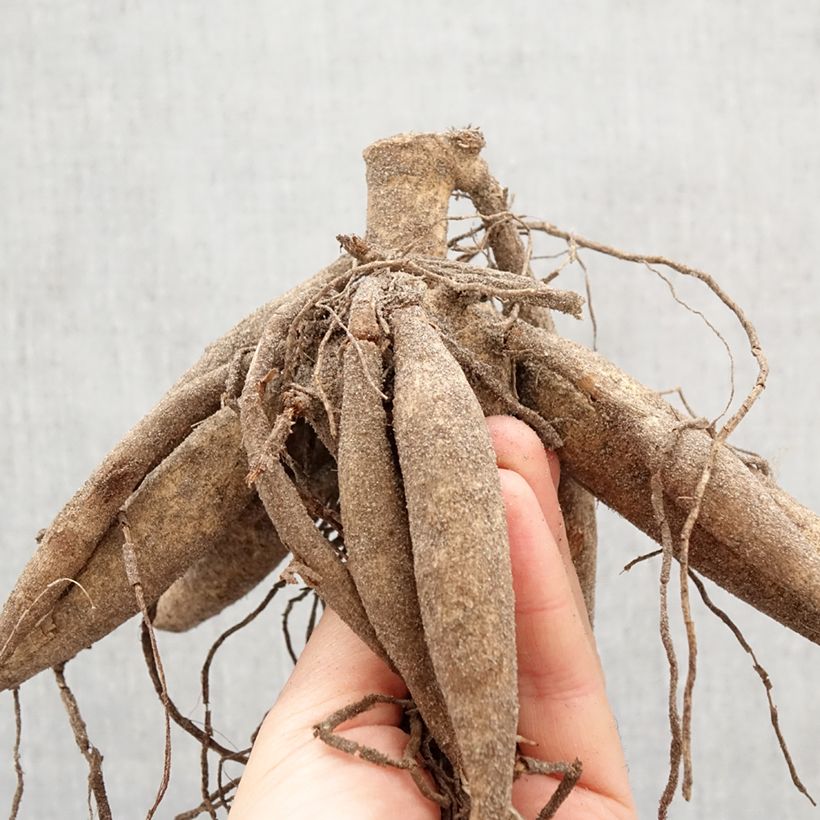 Exemplar von Riesenblütige Dahlie Tartan Zwiebel Kaliber/Größe I wie im Frühjahr geliefert