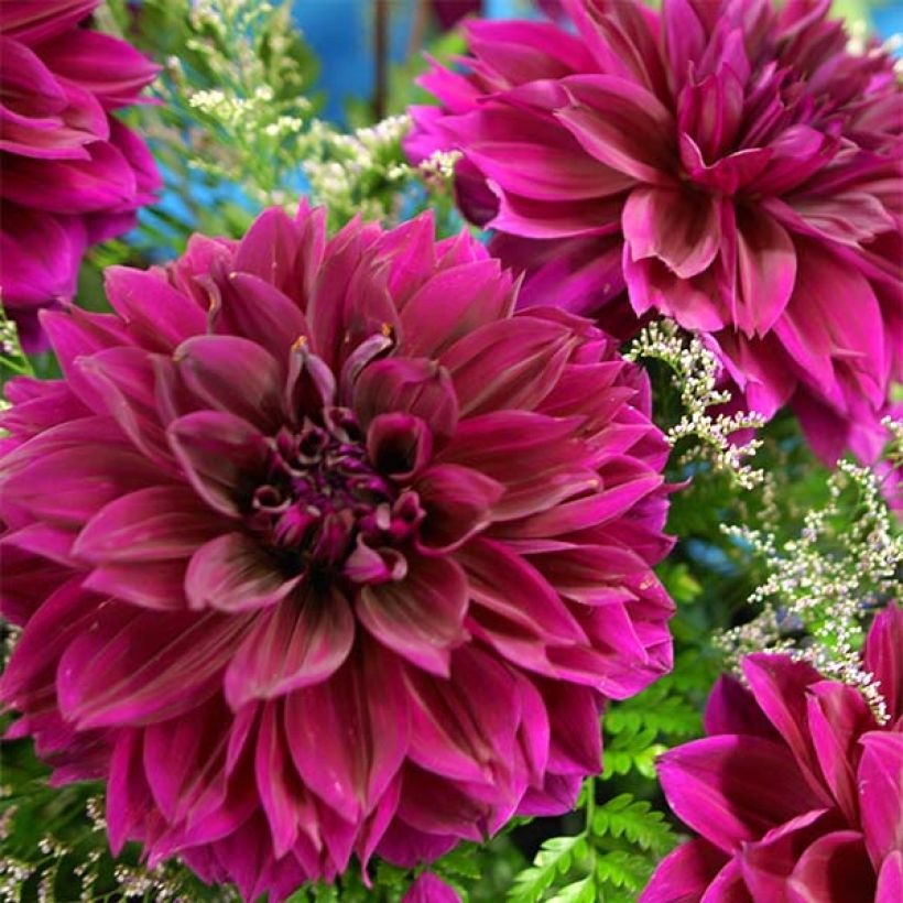 Riesenblütige Dahlie Thomas Edison (Blüte)