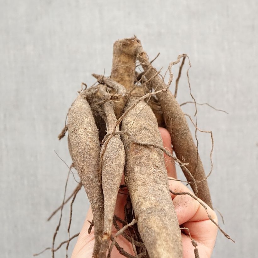 Exemplar von Riesenblütige Dahlie Thomas Edison Zwiebel Kaliber/Größe I wie im Frühjahr geliefert