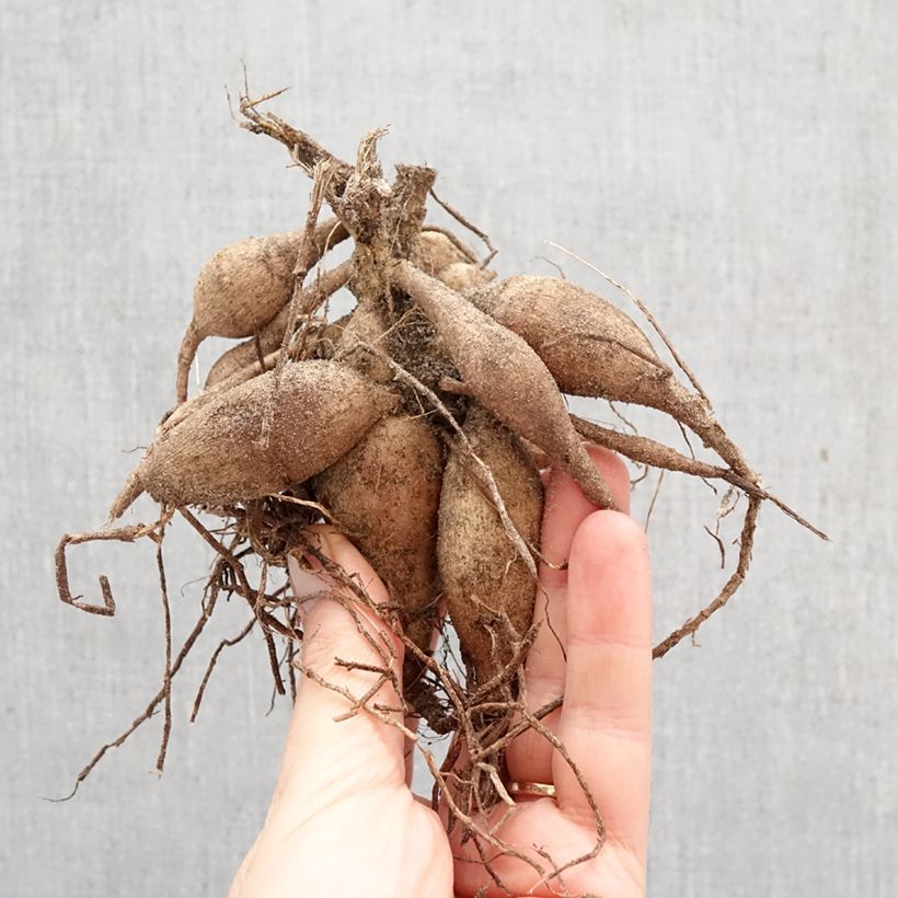 Exemplar von Dahlia Happy Single Date Zwiebel Kaliber/Größe I wie im Frühjahr geliefert