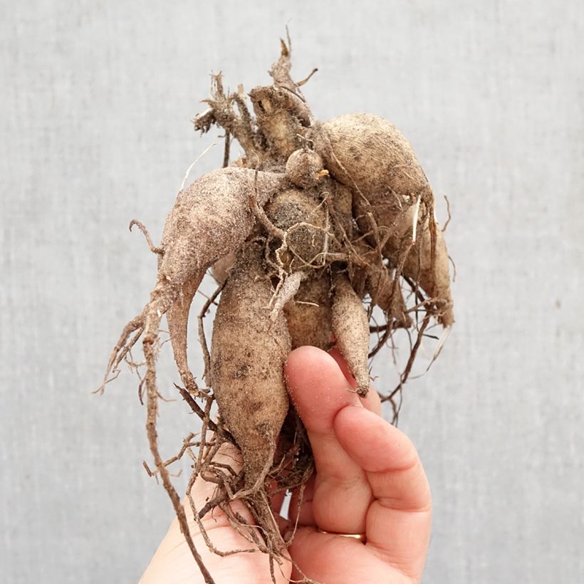 Exemplar von Dahlia Happy Single Flame Zwiebel Kaliber/Größe I wie im Frühjahr geliefert