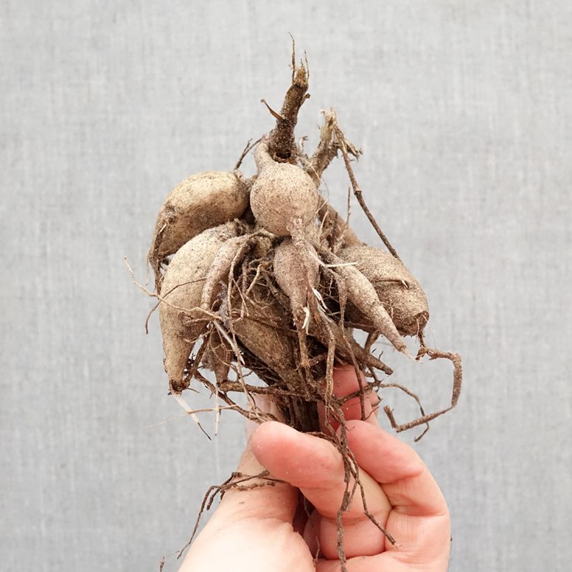 Exemplar von Dahlia Happy Single Kiss Zwiebel Kaliber/Größe I wie im Frühjahr geliefert