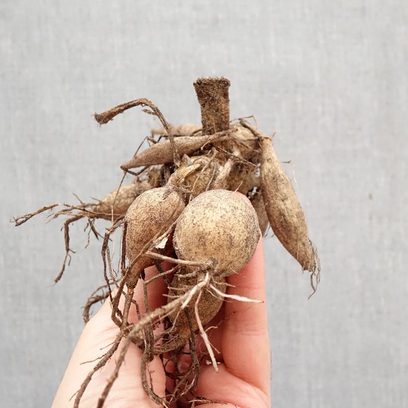 Exemplar von Dahlia Happy Single Princess Zwiebel Kaliber/Größe I wie im Frühjahr geliefert