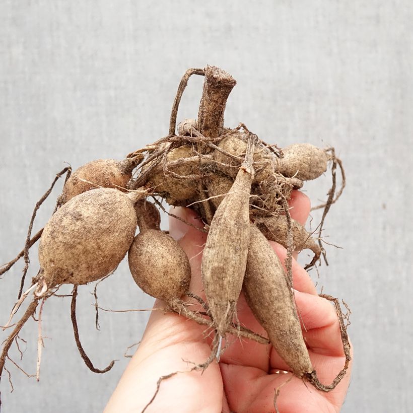 Exemplar von Dahlia Happy Single Romeo Zwiebel Kaliber/Größe I wie im Frühjahr geliefert