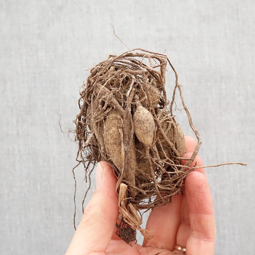 Exemplar von Dahlia Happy Single Wink Zwiebel Kaliber/Größe I wie im Frühjahr geliefert