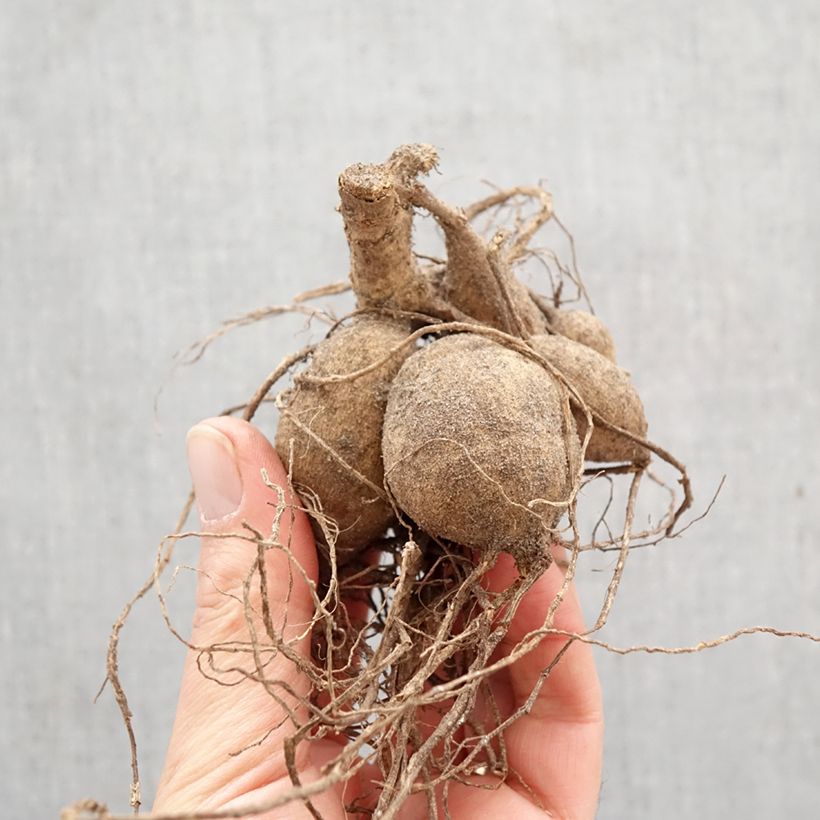 Exemplar von Stern-Dahlie Destiny's Teacher Zwiebel Kaliber/Größe I wie im Frühjahr geliefert