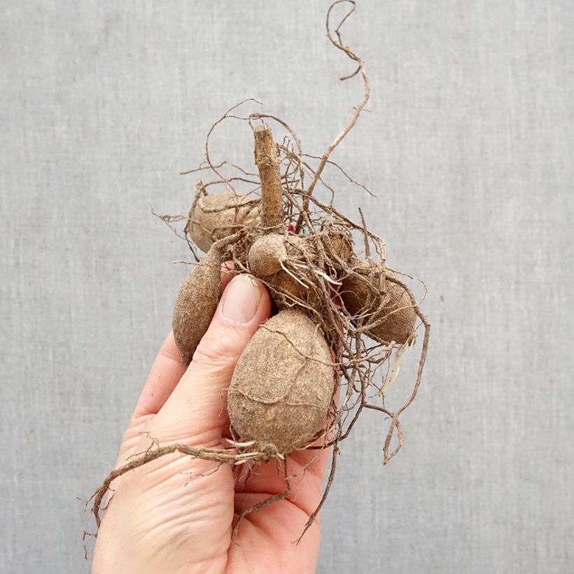 Exemplar von Stern-Dahlie Fragile Zwiebel Kaliber/Größe I wie im Frühjahr geliefert