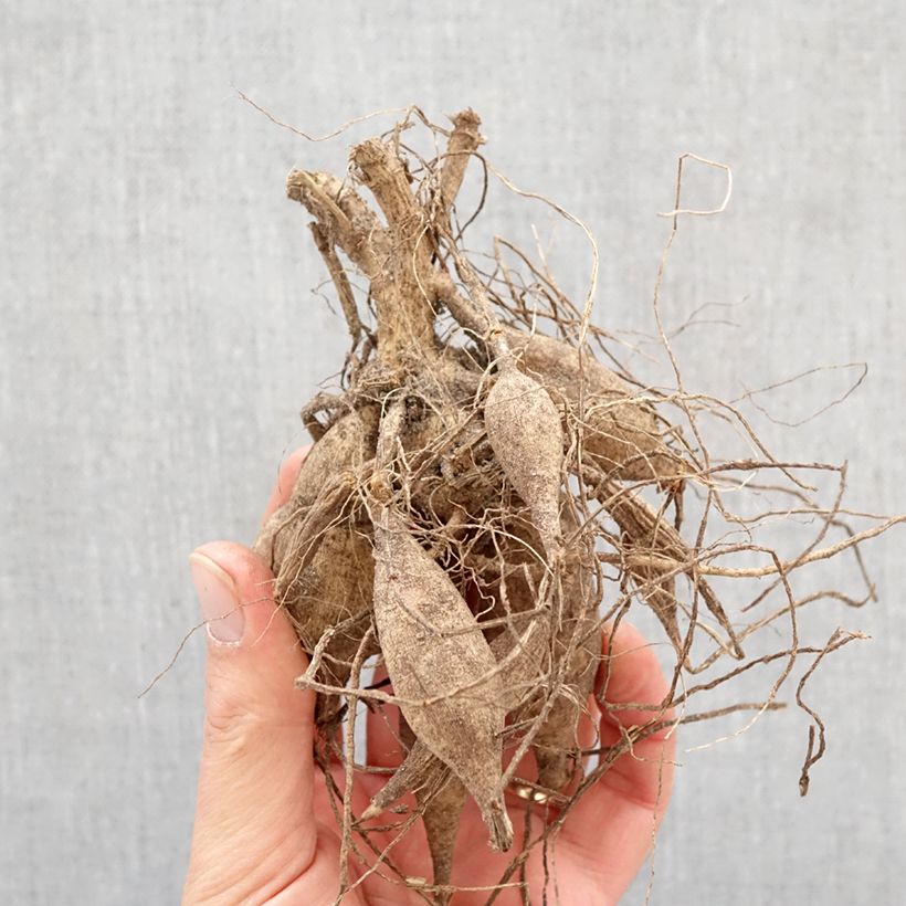 Exemplar von Stern-Dahlie Mon Ange Zwiebel wie im Frühjahr geliefert