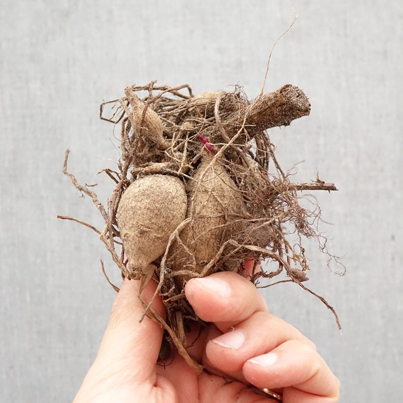 Exemplar von Stern-Dahlie Pink Zwiebel Kaliber/Größe I wie im Frühjahr geliefert