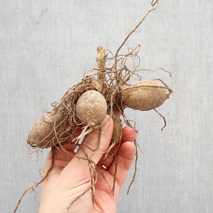 Exemplar von Stern-Dahlie Red Zwiebel Kaliber/Größe I wie im Frühjahr geliefert