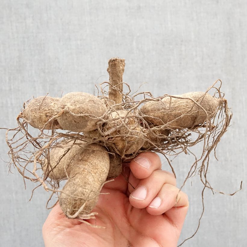 Exemplar von Stern-Dahlie Tahoma Moonshot Zwiebel wie im Frühjahr geliefert