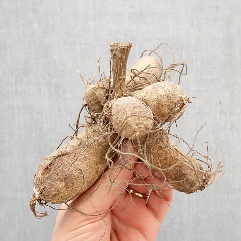 Exemplar von Stern-Dahlie Willie Willie Zwiebel wie im Frühjahr geliefert