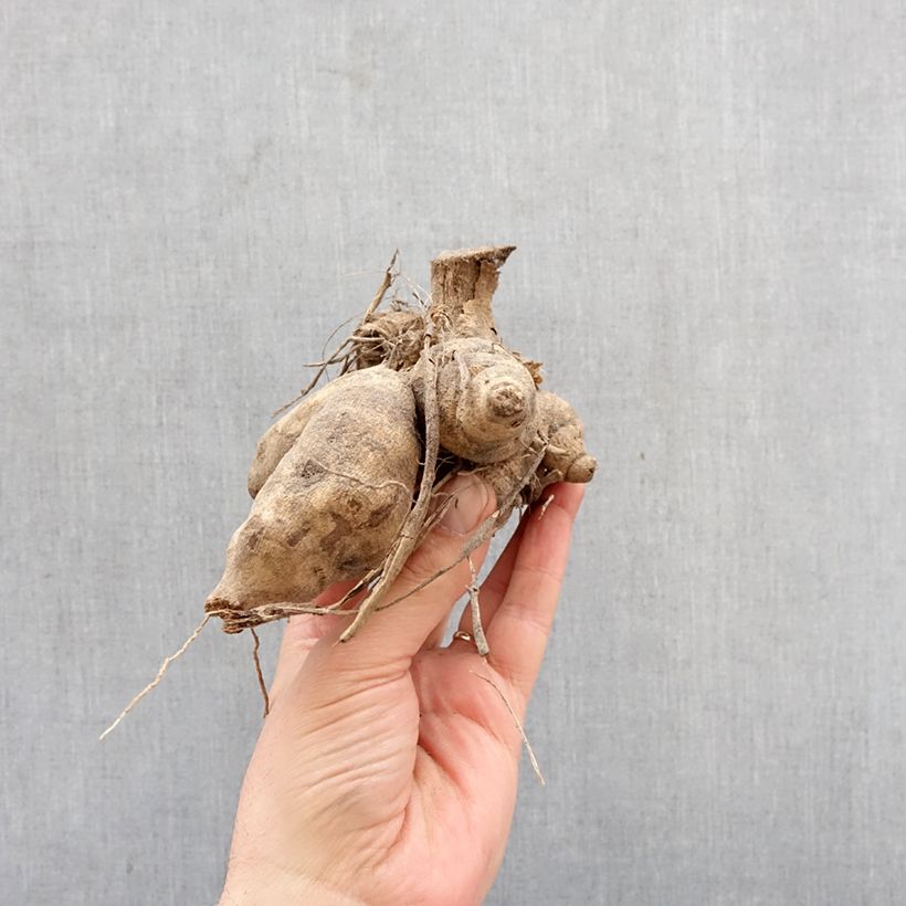 Exemplar von Stern-Dahlie Wit Nordstar Zwiebel wie im Frühjahr geliefert