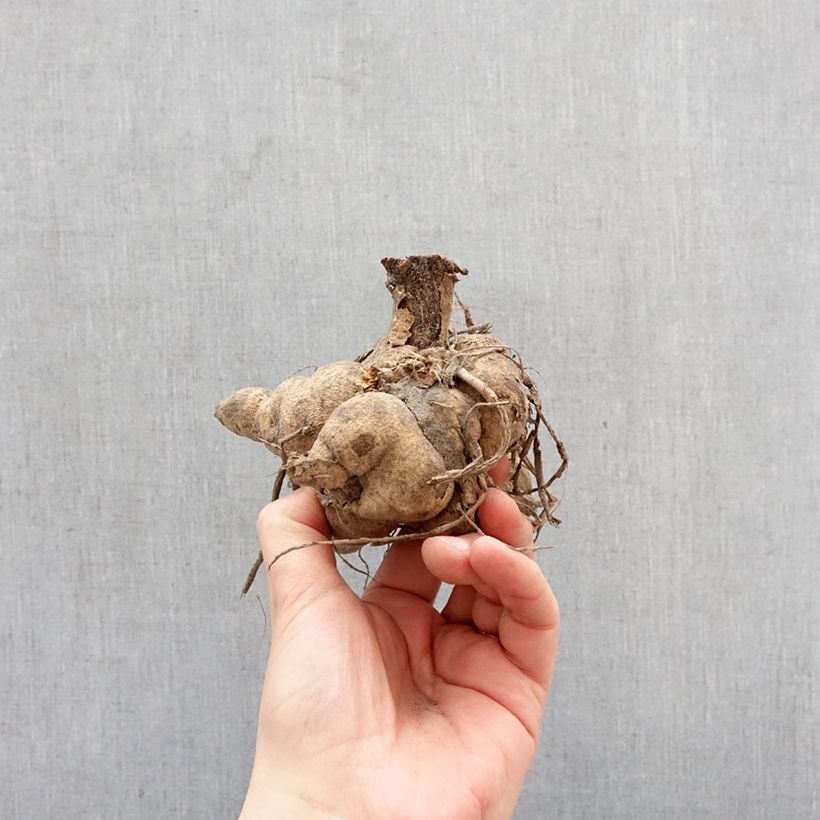 Exemplar von Stern-Dahlie Yellow Zwiebel Kaliber/Größe I wie im Frühjahr geliefert