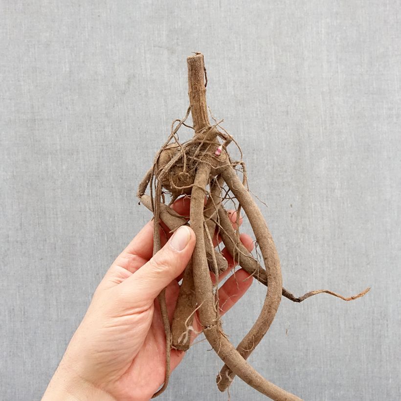 Exemplar von Dahlia imperialis - Baumdahlie Zwiebel Kaliber/Größe I wie im Frühjahr geliefert