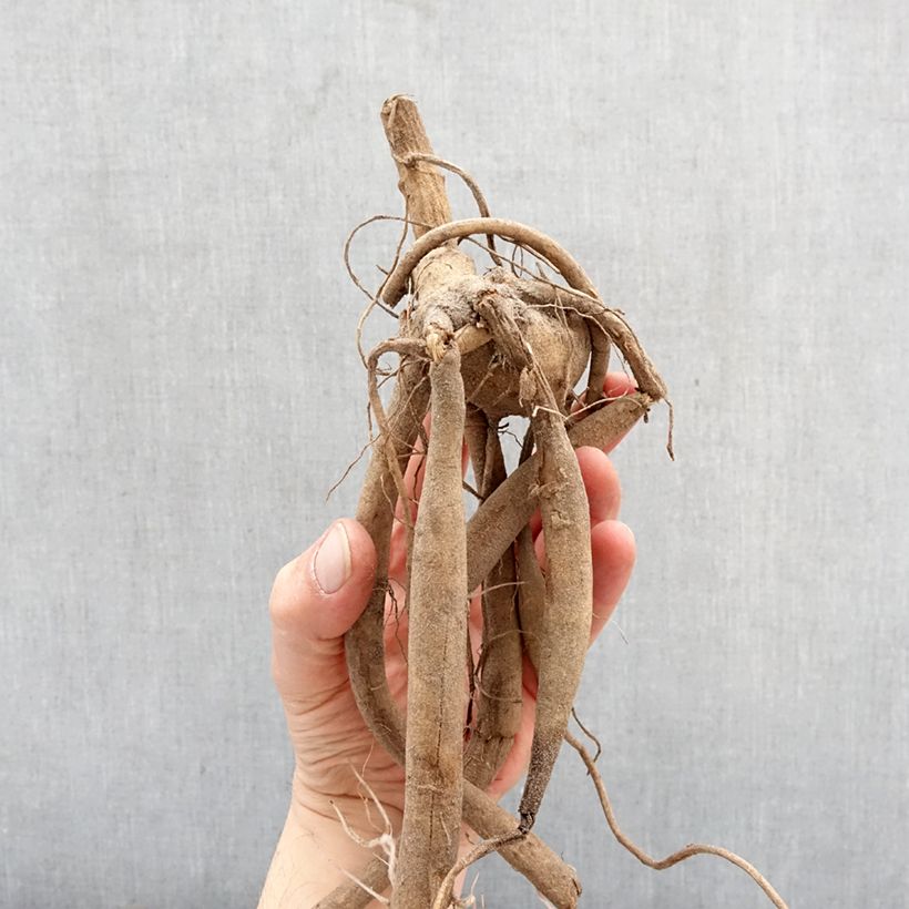 Exemplar von Dahlia imperialis White - Baumdahlie Zwiebel Kaliber/Größe I wie im Frühjahr geliefert