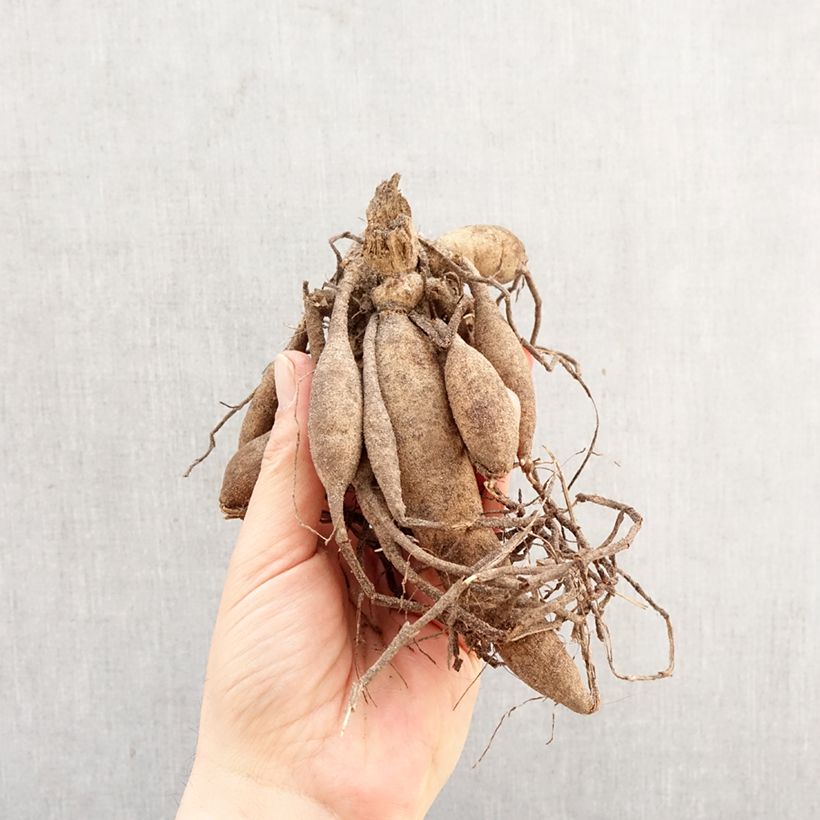 Exemplar von Dekorative Dahlie Mr Loyal Zwiebel wie im Frühjahr geliefert